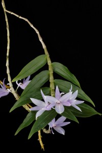 Den. ceraula Huntington's Amethyst HCC 79 pts. - Plant